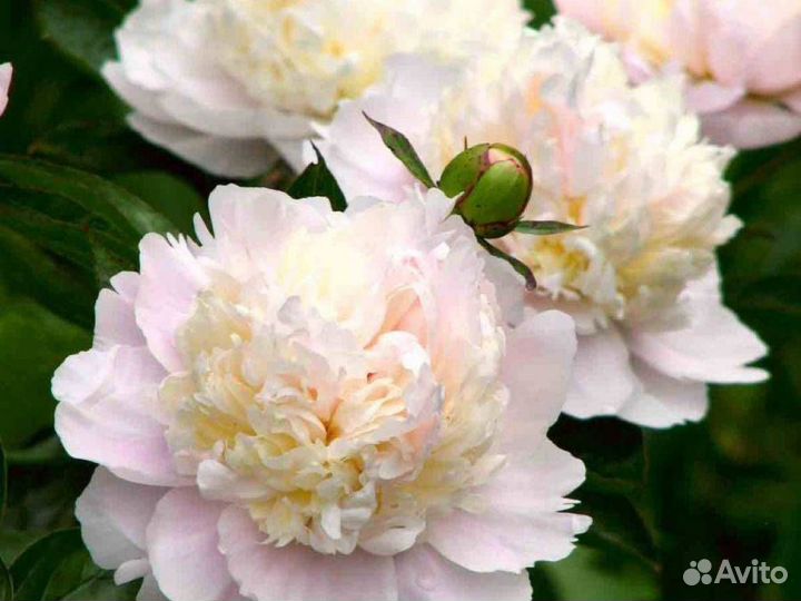 Пион Ширли Темпл (С5) (15-30)