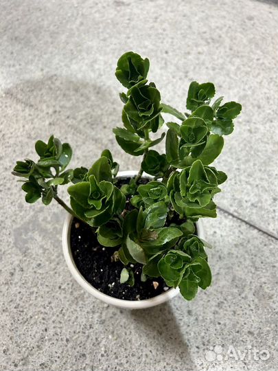 Растения на обмен