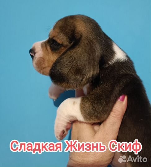 Щенки бигль