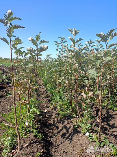 Саженцы рябина дуболистная 2х летка