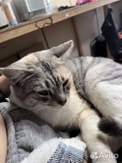 Кошка в дар