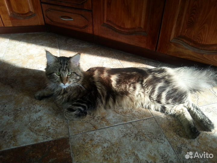 Мейн-кун вязка