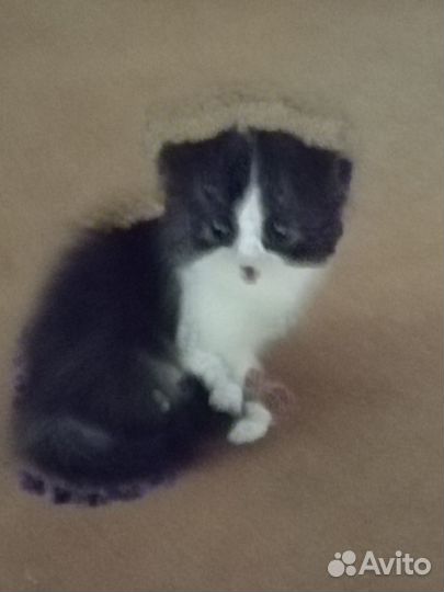 Отдам в добрые руки