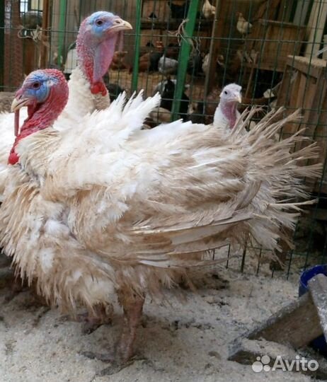 Гусь. Гусята. Цыплята бройлеры и помесные