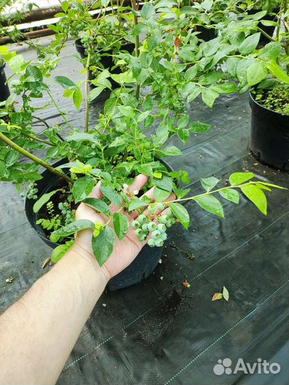Саженцы голубики