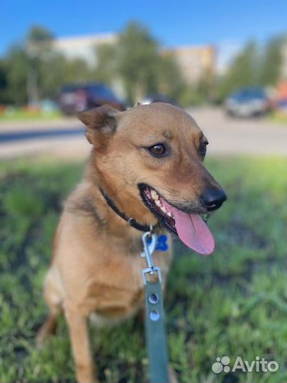 Собачка в поиске дома