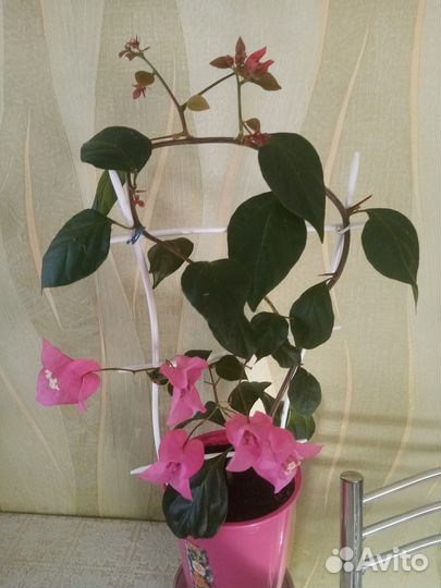 Бугенвиллия