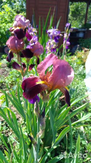 Ирис