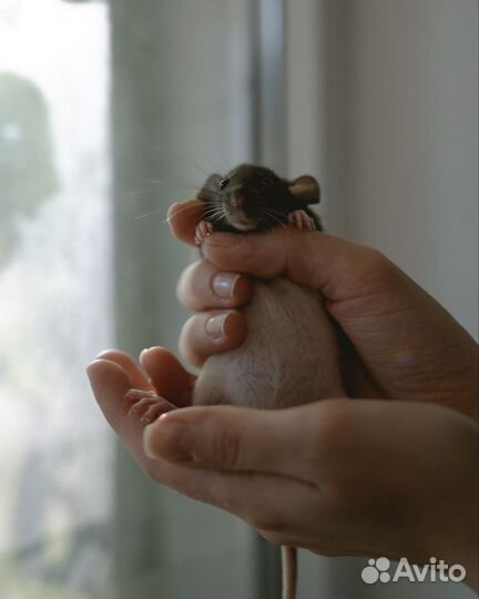 Крыса Дамбо мальчик бесплатно