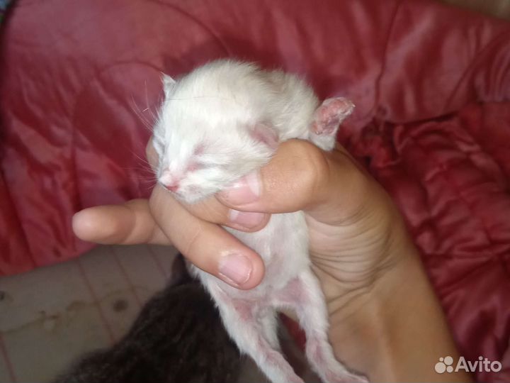 Отдам котят
