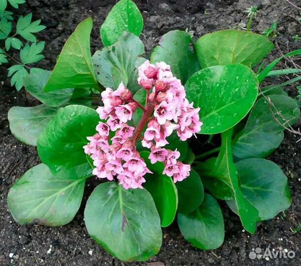 Бадан (рассада)