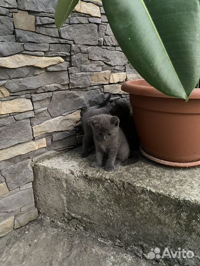 Котята вислоухие