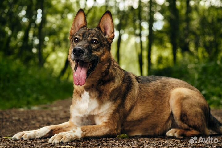 Овчарка в добрые руки