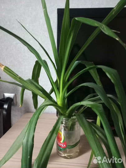 Пальма юкка