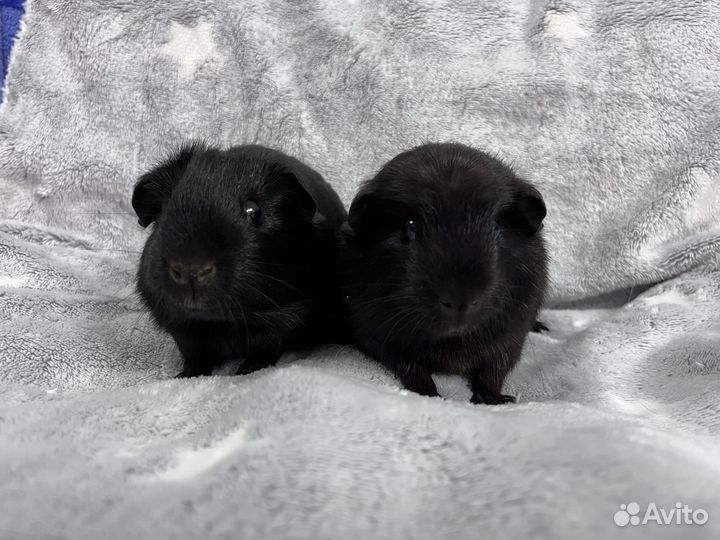 Морские свинки крестед и селф