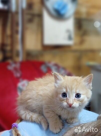 Котята в добрые руки бесплатно