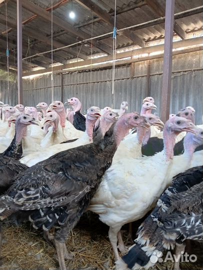 Индюки подрощенные
