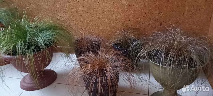 Декоративные травы