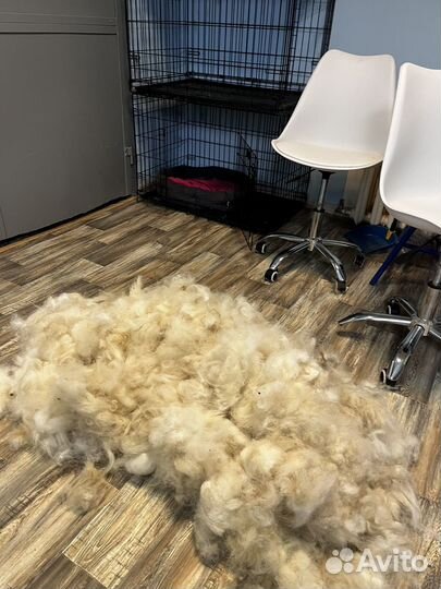 Собачья шерсть