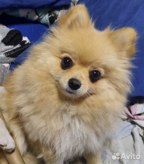 Передержка шпица