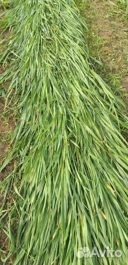 Суданская трава