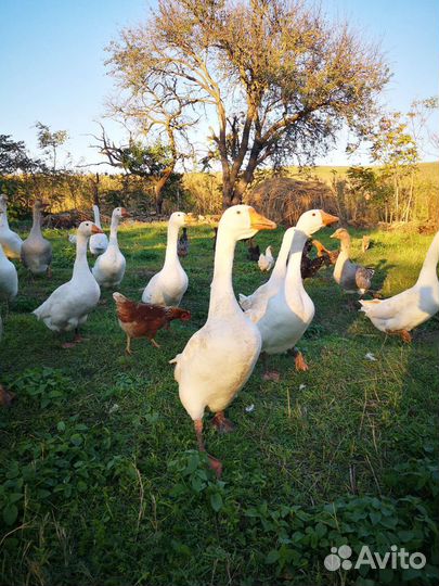 Гусак Холмогорский на племя