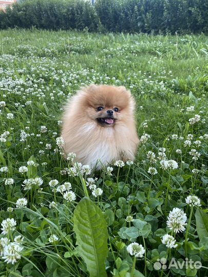 Померанский шпиц вязка кобель