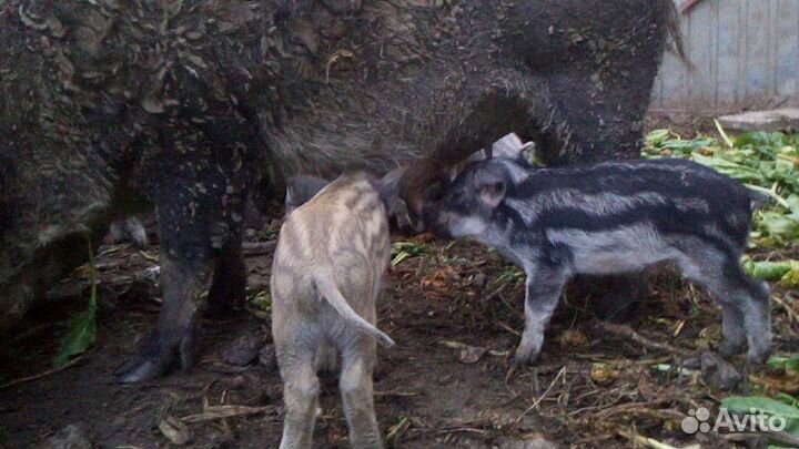 Поросята мангалицы и дик кабана, свиноматки