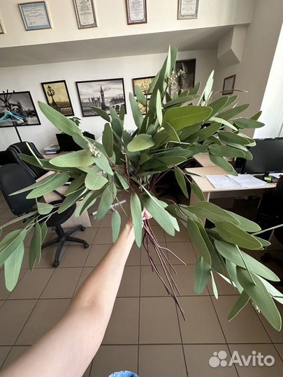 Эвкалипт зелень искуственная