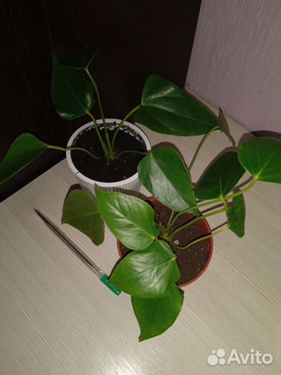 Цветы комнатные