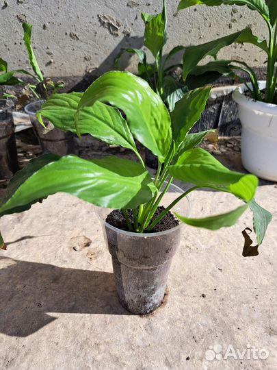 Спатифиллум