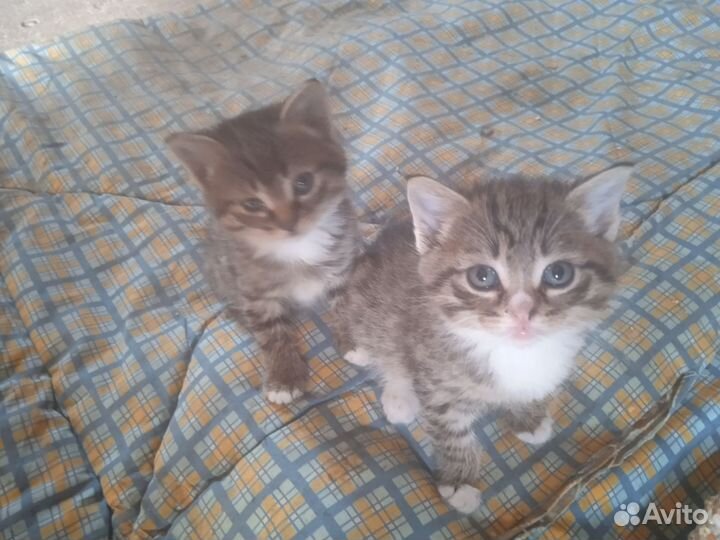 Котята