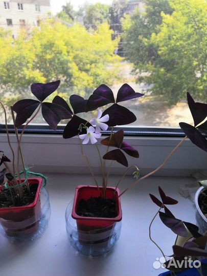 Кислица бордовая