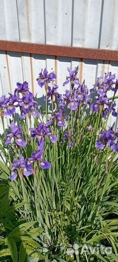 Ирисы