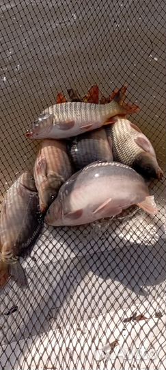 Живая рыба оптом карп амур