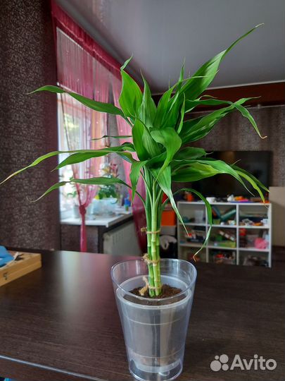 Бамбук счастья