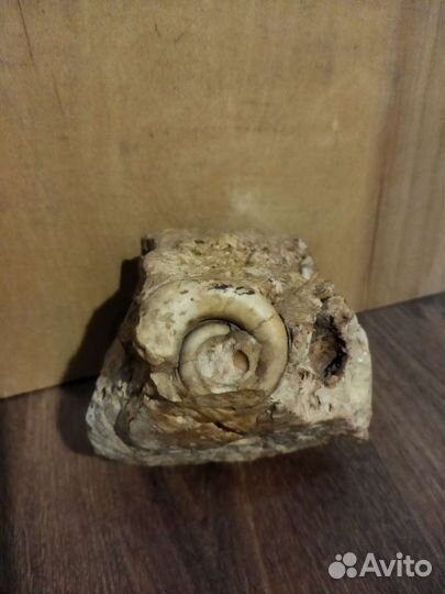 Природный камень с окаменелой раковиной