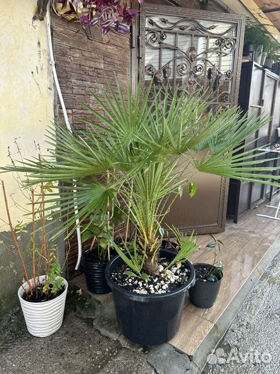 Пальма веерная