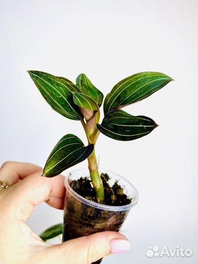 Драгоценная орхидея лудизия