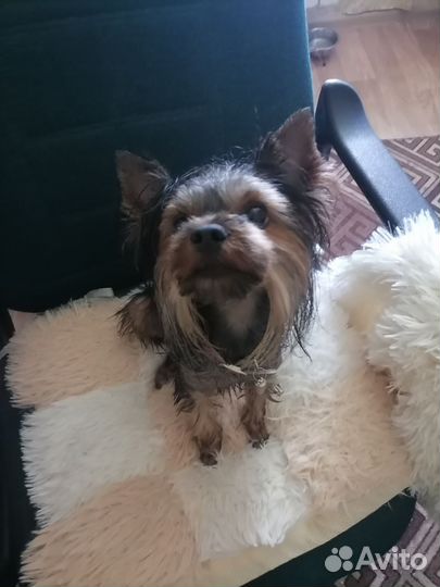 Йоркширский терьер стандарт вязка