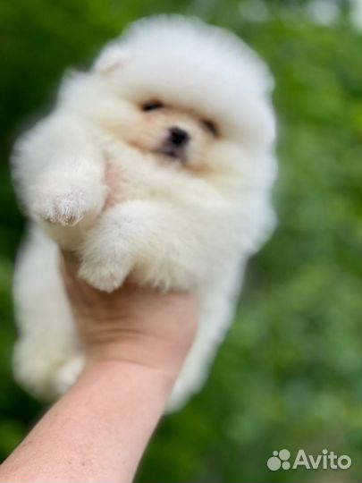 Супер малышка померанского шпица