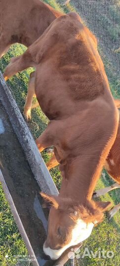 Телята бычки