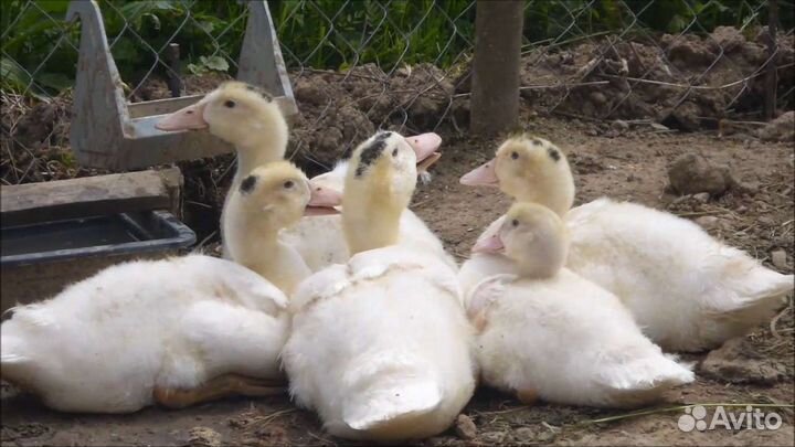 Муларды, 4 недели,утята и другая птица