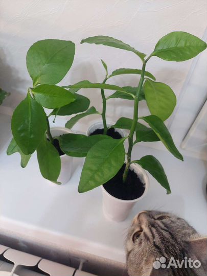 Педилантус