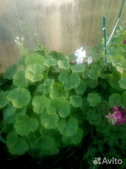 Комнатные цветы герань