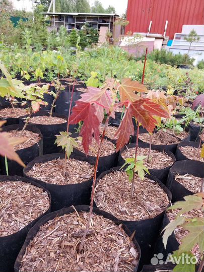 Клен канадский / сахарный