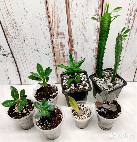 Суккуленты