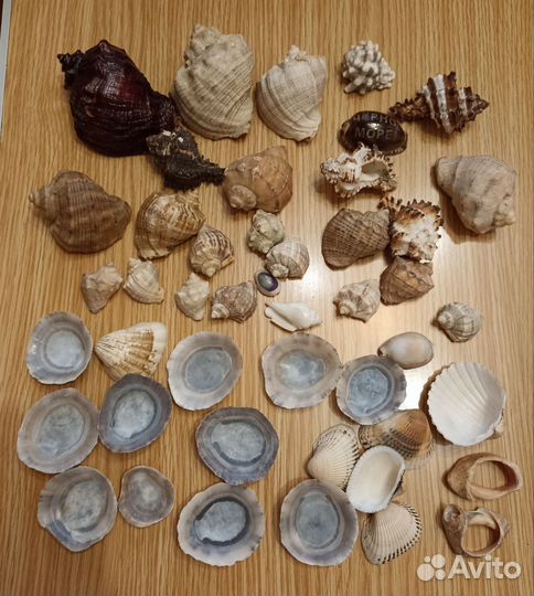 Морские раковины и подставка для аквариума