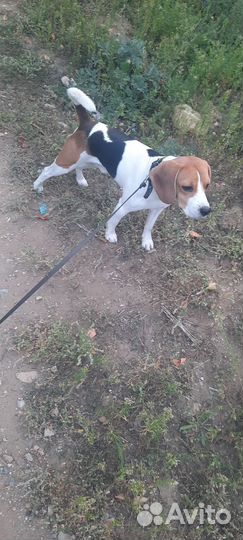 Собака бигль