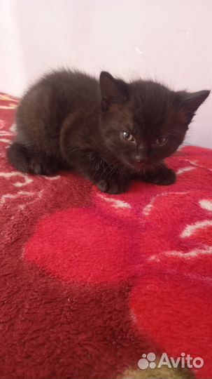 Маленький котенок черный